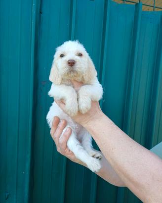 Cuccioli Spinone Italiano - Cani da Caccia