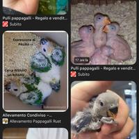 Disponibile ad adottare pulli - Solo donazione