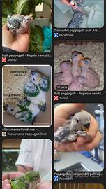 Disponibile ad adottare pulli - Solo donazione