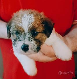 Jack russell terrier cuccioli