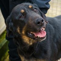 ZELDA un amore di cane