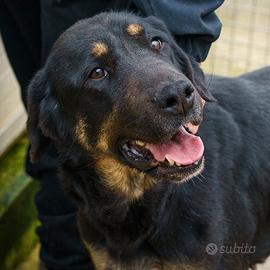 ZELDA un amore di cane