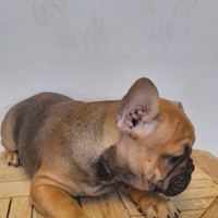 Bulldog francese Blue fawn