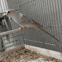 Parrochetto dal groppone pezzato