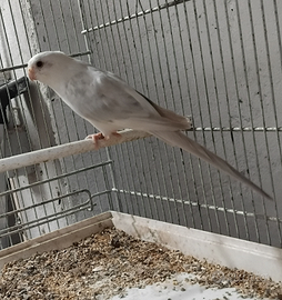 Parrochetto dal groppone pezzato