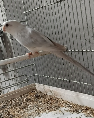 Parrochetto dal groppone pezzato