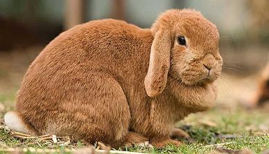 Conigli Mini Lop - Splendidi Ariete Nano
