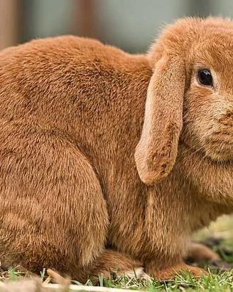 Conigli Mini Lop - Splendidi Ariete Nano