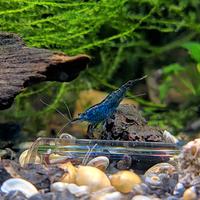 Lotto 10x Neocaridine Davidi "Blue Dream"