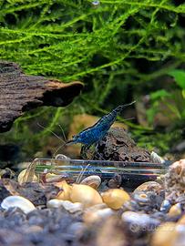 Lotto 10x Neocaridine Davidi "Blue Dream"