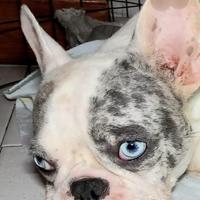 Bulldog francese merle