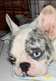 Bulldog francese merle