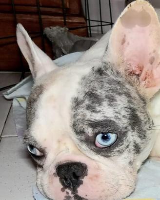 Bulldog francese merle