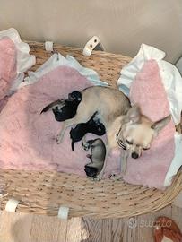 Chihuahua