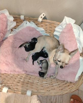 Chihuahua