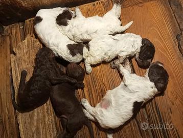 Cuccioli lagotto con pedigree