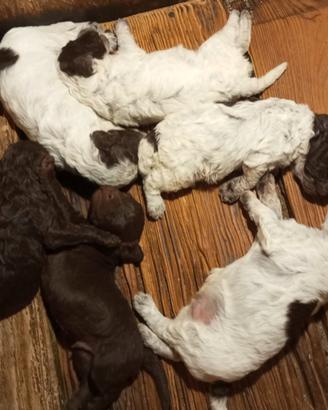 Cuccioli lagotto con pedigree