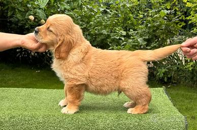 Cuccioli linea inglese oro