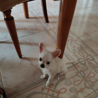 Cucciolo chihuahua