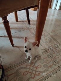 Cucciolo chihuahua