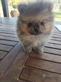 Spitz Pomerania