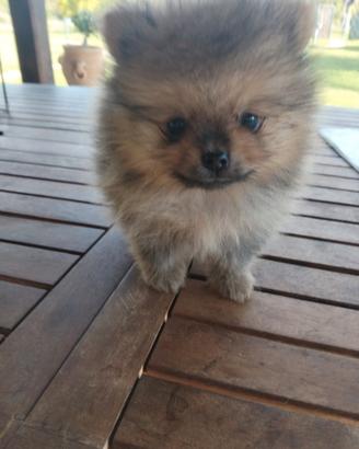 Spitz Pomerania