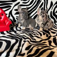 Bulldog francese femmine, dimensione Pocket Mini