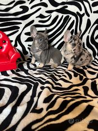 Bulldog francese femmine, dimensione Pocket Mini