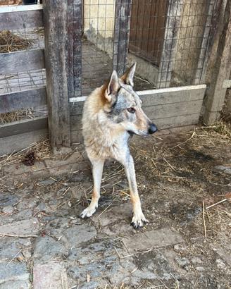 Cane lupo cecoslovacco femmina ADOZIONE