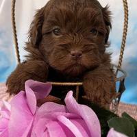 Cuccioli barboncini toy cioccolato Maschi Femmine