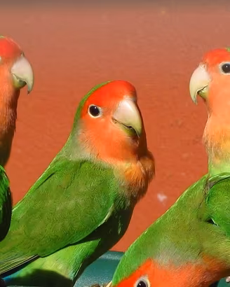 Inseparabili roseicollis giovani