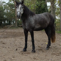Vendita cavallo