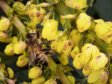 5 famiglie di api pronte per il raccolto