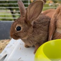 Coniglietti nani (Mamma Ariete nano con pedigree)