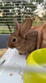 Coniglietti nani (Mamma Ariete nano con pedigree)