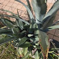 piante agave 
