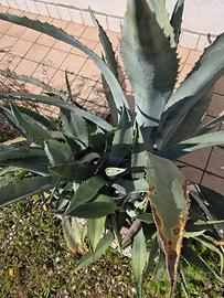 piante agave 