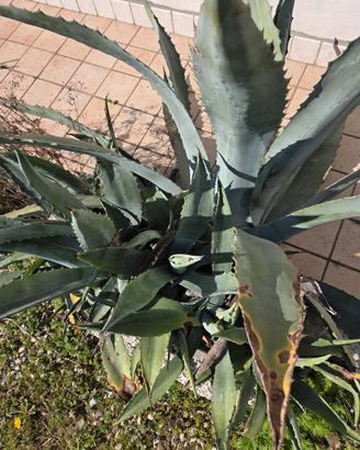 piante agave 