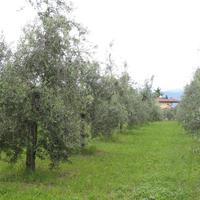 Oliveti potatura