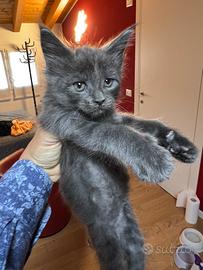 Maine coon disponibili DA FINE DICEMBRE 2025