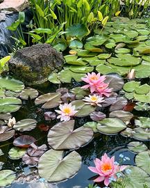 Ninfea Rosennymphae - pianta per laghetto