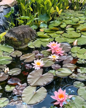 Ninfea Rosennymphae - pianta per laghetto