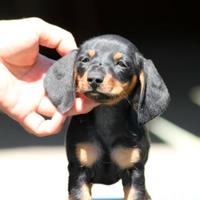 Bassotto Kaninchen garantito