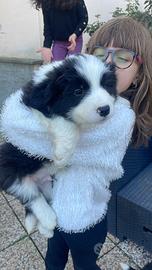 Border collie con pedigree