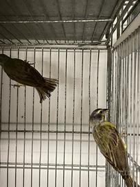 Canarini del Mozambico