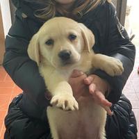 Cuccioli Labrador retriver