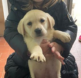 Cuccioli Labrador retriver