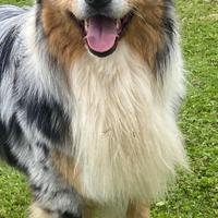 Pastore australiano per monte