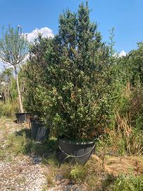 Buxus sempervirens a cespuglio