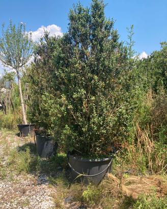 Buxus sempervirens a cespuglio